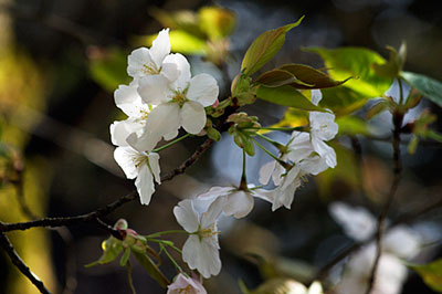 ソメイヨシノ 県 の 花