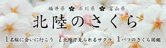 花見にもおすすめ！北陸（石川県、富山県、福井県）の桜に会いに行こう