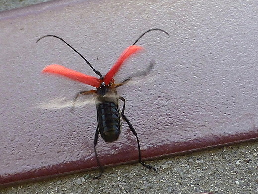 赤い羽根の昆虫 2 住所 石川県加賀市山中温泉下谷町 自然人ネット