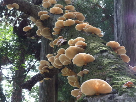 ツキヨタケ 月夜茸 がブナの倒木にたくさん 住所 福井県福井市の里山 自然人ネット