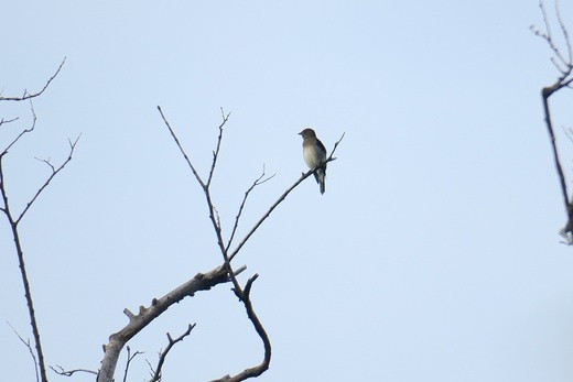 この鳥は何という鳥ですか 1 住所 石川県金沢市 自然人ネット