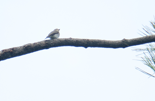 この鳥は何という鳥ですか 2 住所 石川県金沢市 自然人ネット