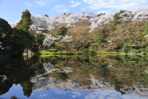 高岡古城公園の桜 住所 富山県高岡市古城 自然人ネット