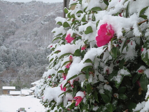 初雪の日のサザンカ（3）（住所：石川県加賀市山中温泉下谷町 ）｜自然人ネット