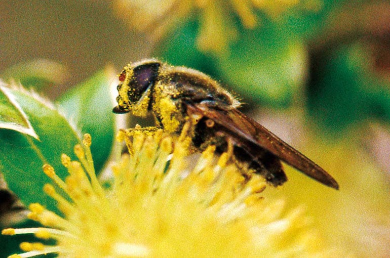花に誘われてやってくる ミツバチとその仲間たち 自然人ネット