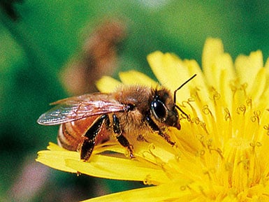 花に誘われてやってくる ミツバチとその仲間たち 自然人ネット